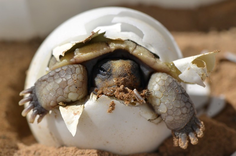 Een jonge woestijnschildpad die zelf uit het ei komt